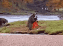 bear-fight-3400832153.gif