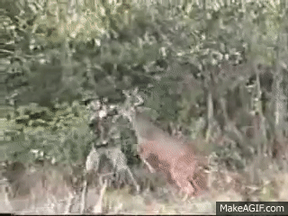 agPlQY-1932580654.gif